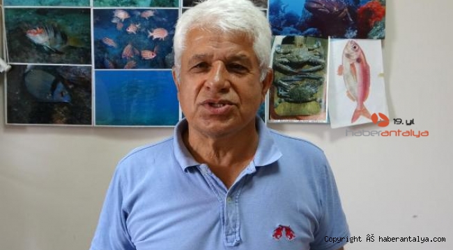Balon balıkları artık denize girilen yerlerdeler