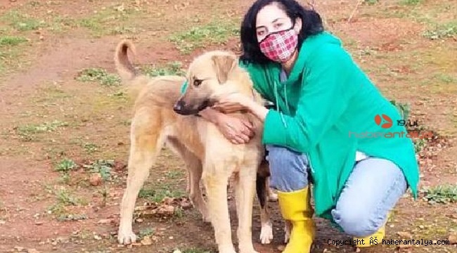 Bin bir emekle beslediği köpeklerden birini ölü bulunca yıkıldı