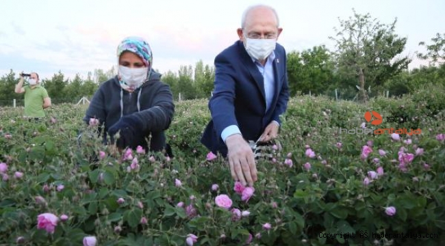 CHP Genel Başkanı Kılıçdaroğlu, gün doğumunda gül topladı