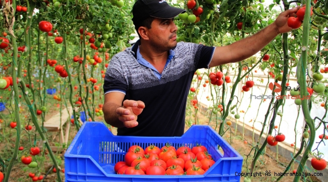 Çiftçi de dertli. Zam şampiyonu domatesin faydası kime ?