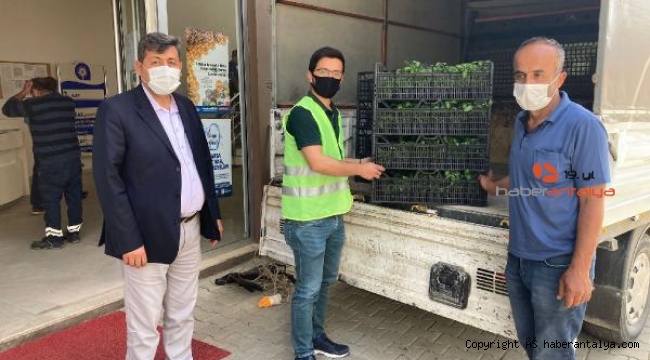 Çiftçiye maydanoz, kekik ve fesleğen desteği