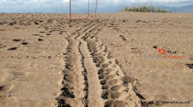 Demre ve Manavgat'ta ilk caretta caretta yuvaları korumaya alındı