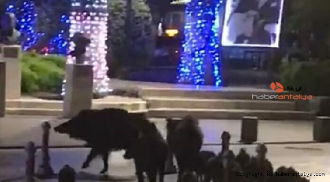 Domuz sürüsü Belediye Meydanına indi