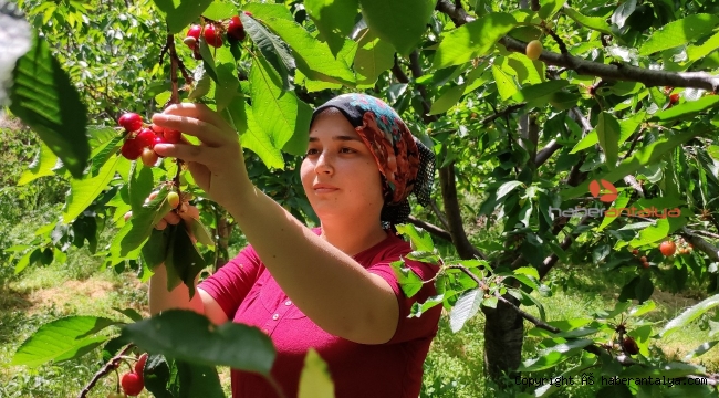 Erkenci kiraz hasadı bu sene umulduğu gibi olmadı