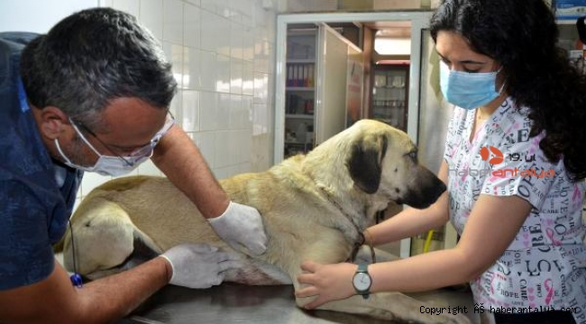 Evin önünde bağlı köpeğe silahlı saldırı !
