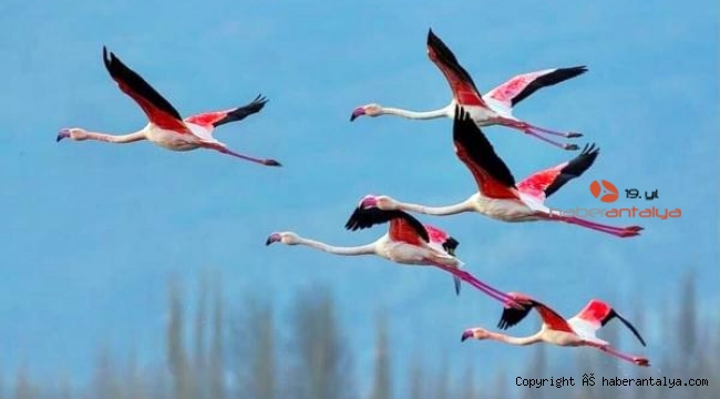 Flamingolardan görsel şölen