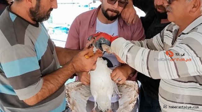 Gagasına misina dolanan martı için seferber oldular