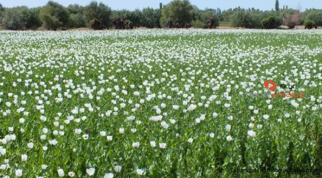 Haşhaş tarlaları çiçek açtı