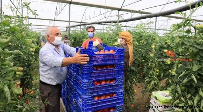 İşçi bayramında sıcaklık 40 dereceyi geçti, üretim devam etti !