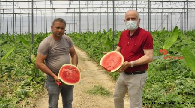 Karpuz ve muz aynı serada