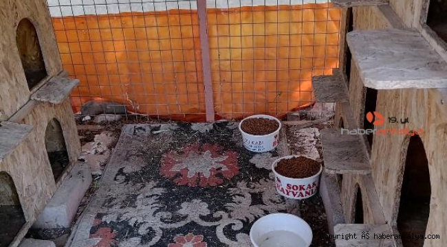 Kemer Belediyesi sokak hayvanlarını yalnız bırakmıyor