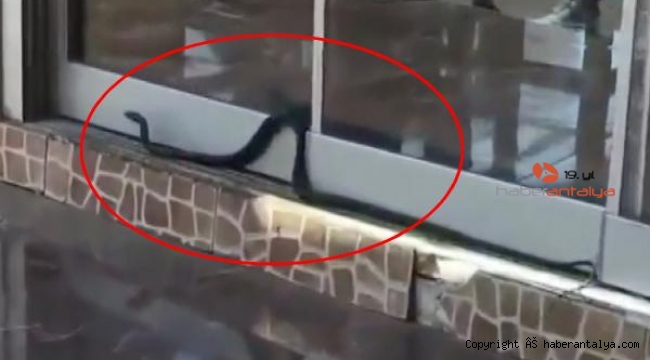 Kentin işlek caddesinde yılan paniği !