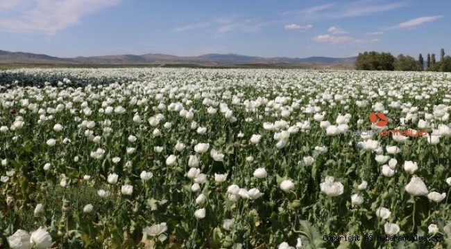 Koca bir ova 'gelinlik' giydi