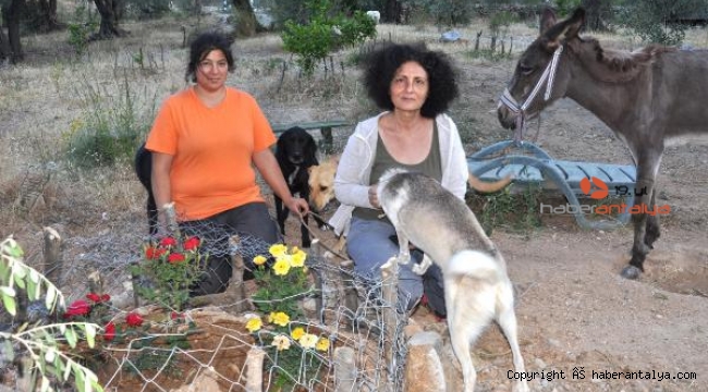 Köpeklerini zehirleyeni bulana 10 bin TL ödül verecek !