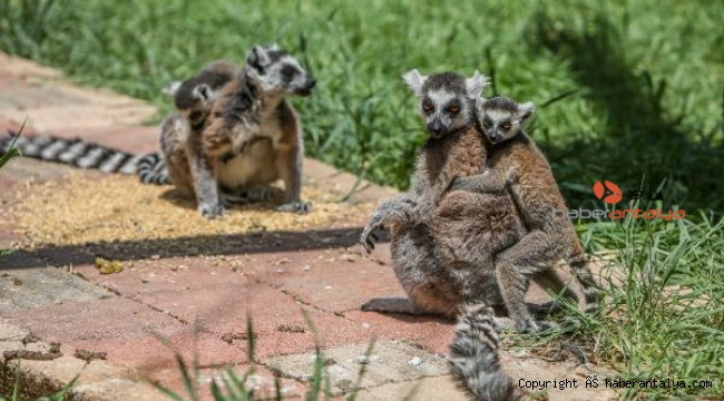 Lemurların beşiği anne sırtı 