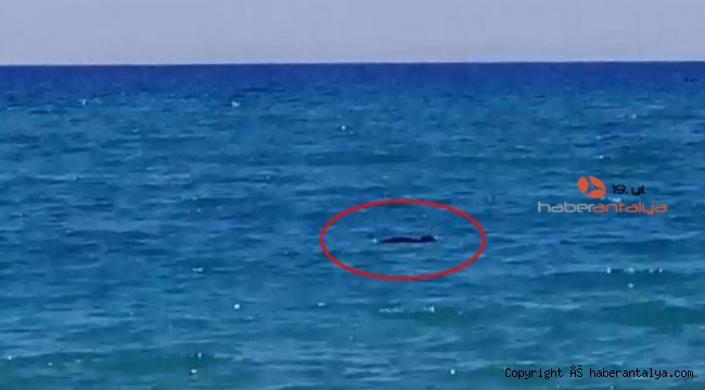 Manavgat sahilinde nesli tükenmekte olan tür görüldü