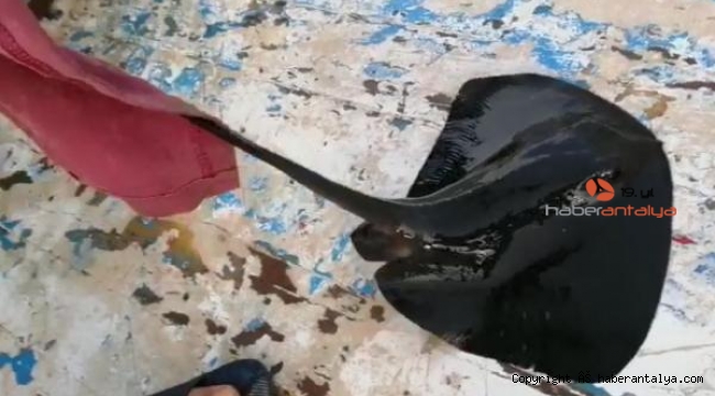 Nesli tehlike altındaki nadide tür oltaya takıldı