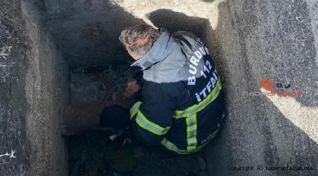 Rögara düşen tilki yavruları için seferber olundu