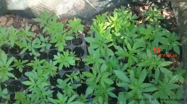 Serasında Hint keneviri ele geçirildi; 'Kaynatıp içiyorduk' !