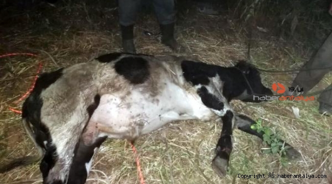 Su kuyusuna düşen kurbanlık danayı itfaiyeyi seferber etti
