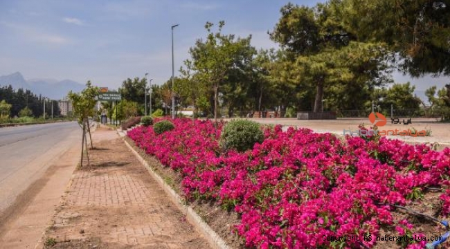 Tek Sarnıç güzelleşmeye başladı