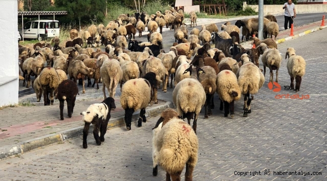 Turizm kentinin sokaklarında koyunlar otluyor 