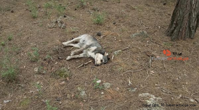 Vahşet! 5 köpek zehirlenerek öldürüldü