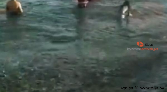 Yavru kargayı kurtarmak isterken kargaların saldırısına uğradı