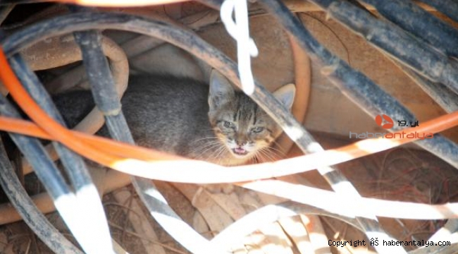 Yavru kediyi, kedi sesi dinleterek kurtardılar