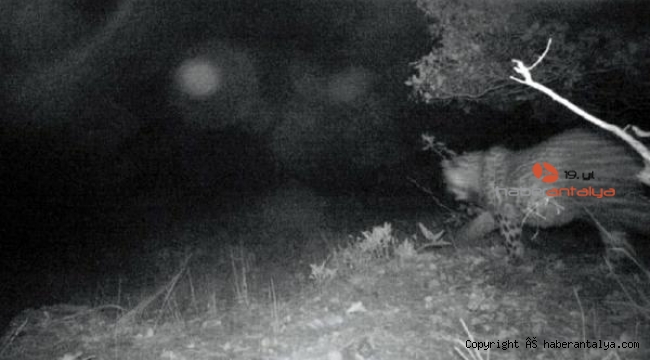 Yok olduğu düşünülen Anadolu parsından 3 fotoğraf