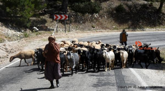 Yörükler yayla yolunda, doruklar ise buz gibi