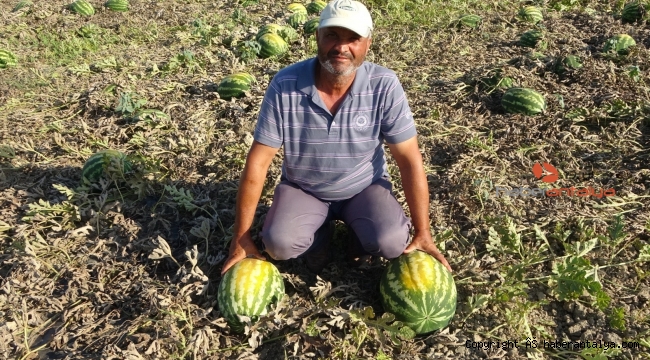 350 ton karpuz ziyan oldu !