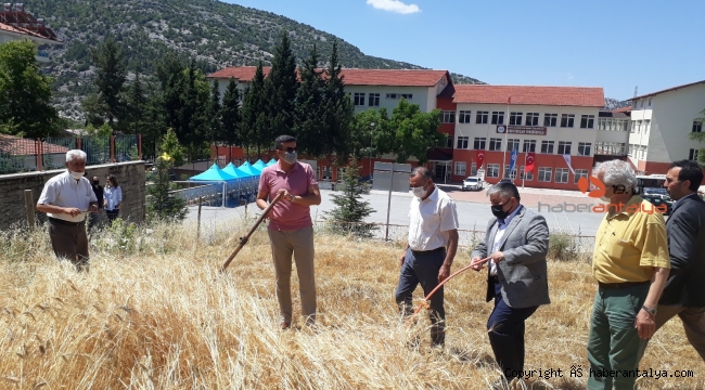 Akseki MYO'da buğday hasatı yapıldı