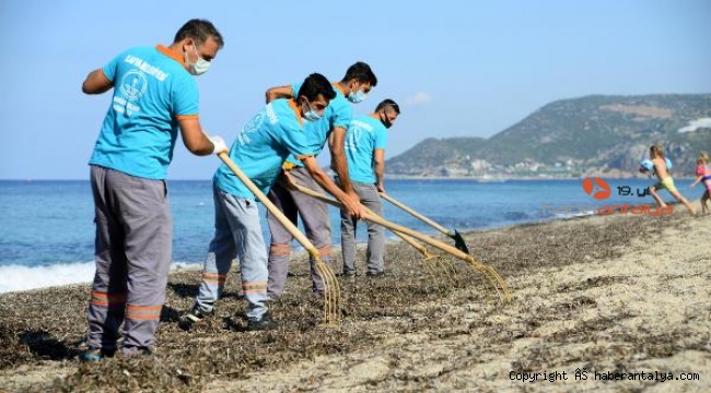 Alanya Belediyesi'nden sahilde yosun temizliği