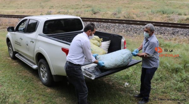 Baskın yapılan evde, kaçak toplanan 5 çuval salyangoz ele geçirildi !
