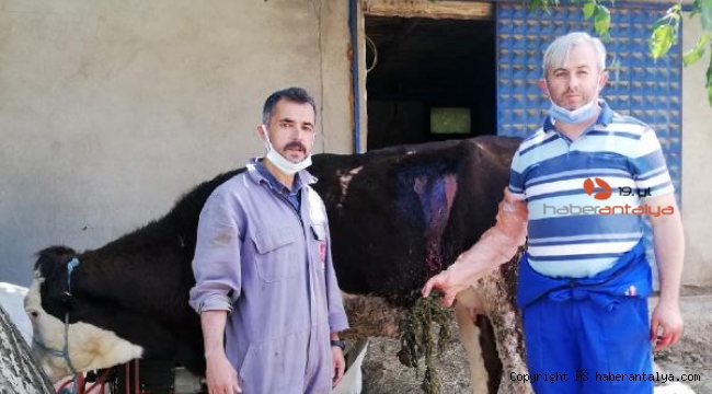 Beslenme güçlüğü çeken ineğin karnından çıkan şoke etti !