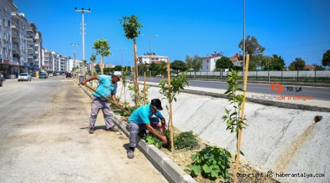 Cumhuriyet Caddesi ağaçlandırıldı