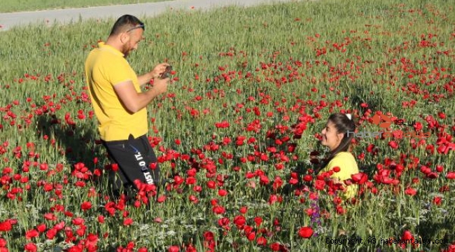 Gelincik tarlasında fotoğraf çektiriyorlar