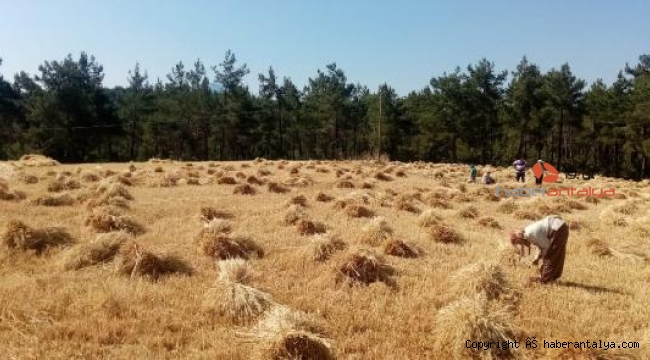 Gündoğmuş'ta Büyükşehir'in dağıttığı buğdaylar hasat edildi