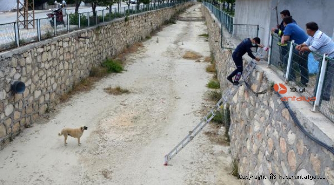 Kanala düşen köpeği itfaiye kurtardı