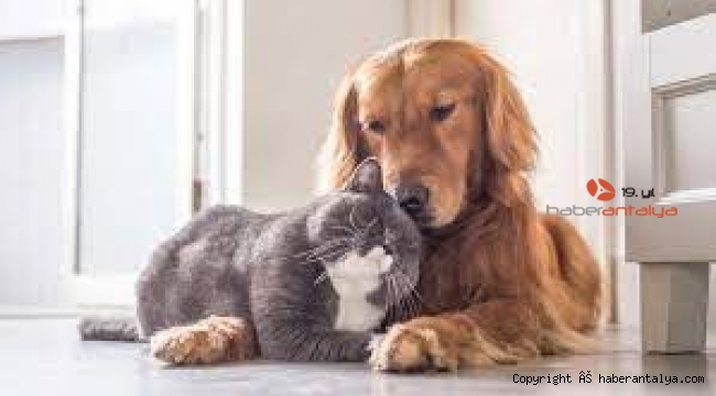 Kedi, köpek ve gelincikler kimliklendirilecek