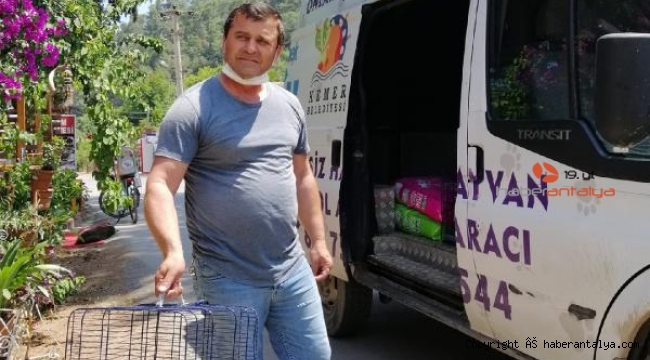 Kemer Belediyesi kedileri besliyor