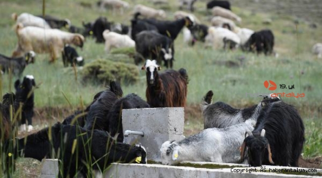 Konyaaltı'nda hayvanlar zengin otlarla besleniyor