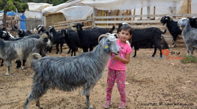 Kurbanlık satışı başladı, bakın fiyatlar ne kadar ?