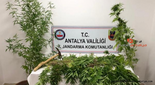 Ormanlık alanda 147 kök kenevir yakalandı !