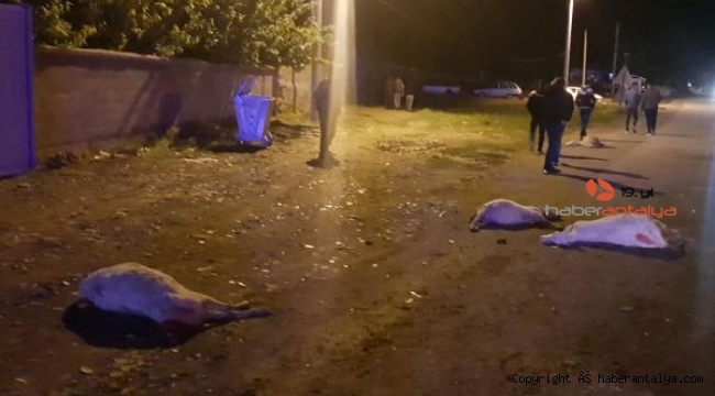 Otomobil onlarca koyunu telef etti