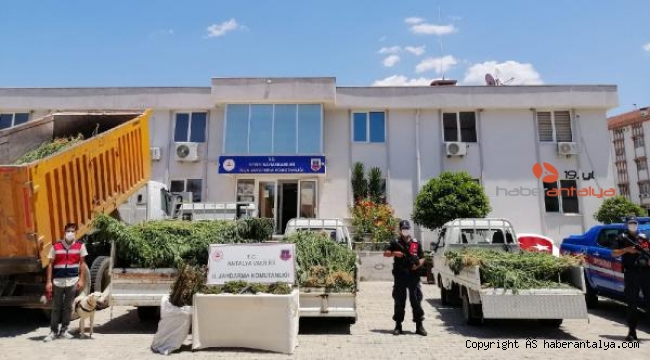 Serik'te jandarmadan ses getiren uyuşturucu operasyonu