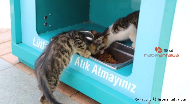 Sokak hayvanları için özel mamamatik