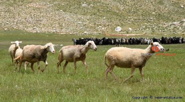 Toroslar, Yörüklerle şenlenmeye başladı