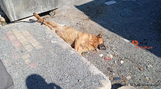 Vahşet ! Köpek ayakları bağlı şekilde ölü bulundu